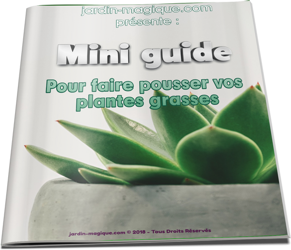 OFFERT : Mini guide pour faire pousser vos plantes grasses